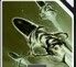 Blighted Rounds gamertagzero