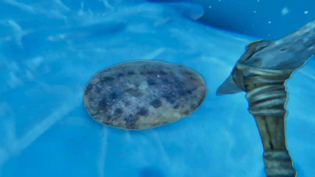 ARK Survival Ascended - clam